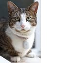 Exceptionally Small Electronic Pet Locator Tag Suitable for Cats and Dogs