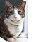 Exceptionally Small Electronic Pet Locator Tag Suitable for Cats and Dogs