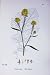 Black Mustard Brassica Nigra Botany Plants C1902 Flower