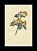 Reprint Scorpion Senna, Crown Vetch, Scorpion Senna 1799