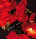 BLÜTEN ROT Deko Licherkette Girlande von Näve
