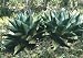 Agave montana 5K