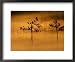 Scots Pines, in Morning Mist, Finland Finland Framed Art Poster Print by Staffan Widstrand, 22x18