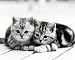Two Kittens - Benelux Press Art Print Poster 12 x 10