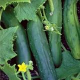 UPC 748404010248 product image for Seeds of Change Certified Organic Cucumber, Marketmore - 1.5 grams, 55 Seeds Pac | upcitemdb.com