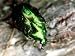 Emerald Beetle, Midway Islands of Hawaii Photographic Poster Print by Daniel Cox, 24x...