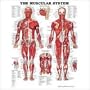 The Muscular System Anatomical Chart (Laminated)