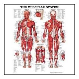 The Muscular System Anatomical Chart (Laminated)