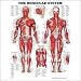 The Muscular System Anatomical Chart (Laminated)