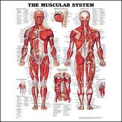 Buy The Muscular System Anatomical Chart (Laminated)