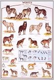 Wolves Poster(#44)