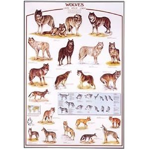 Wolf Poster