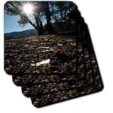 Jos Fauxtographee Realistic - A Beautiful Tree With a Lens Flare From the Sun Behind it and Fall Leaves on the Ground - Coasters