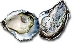Kumomoto Oysters - 5 Dozen per Box - 24 Hour Notice - 7 Lb Avg