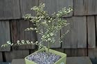 Azara Microphylla Variegata - Variegated Box Leaf Azara - Pot Size 4 Inch