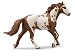 Pinto Stallion