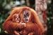 Orangutan with Baby Poster (#116)