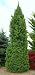 Columnar Norway Spruce 2 - Year Graft
