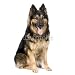 Wallmonkeys Peel and Stick Wall Decals - German Shepherd (3 Years) - Removable Graphic