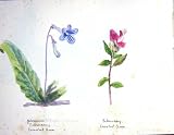 Townsend Wild Flowers 1933 Prickly Pear Streptocarpus