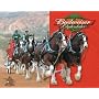 Tin Sign - Budweiser - Clydesdales