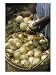Person Holding Onions, Mount Thompson on Great Exuma, Bahama Islands Cuisine Photographic Poster Print by James L. Stanfield, 12x16