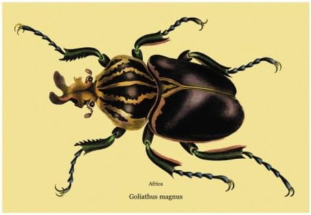 Beetle: African Goliathus Magnus Wall Decal (Without border) 22 x 15 in