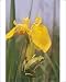 Photographic Prints of European / Common TREEFROG - on yellow Flag / yellow IRIS from Ardea Wildlife Pets