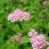 Review Longacres  / Spiraea Little Princess 3L