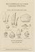 The Lecythidaceae of a Central Amazonian Moist Forest (Memoirs of the New York Botanical Garden. Vol. 75)