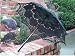 All Black Embroidered Battenburg Lace Parasol