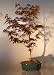 Bonsai Boy's Japanese Red Maple Bonsai Tree - Large Acer Palmatum Atropurpurea