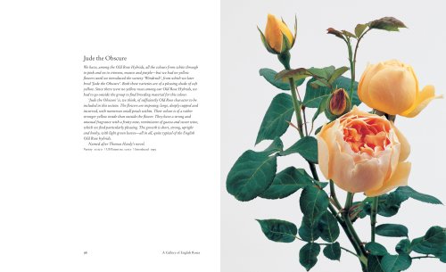 The English Roses: Classic Favorites & New Selections