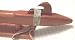 Native American Flute - Low Key of C - Hand Made Cedar - 28 Inches Long