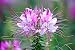 Wallmonkeys Peel and Stick Wall Decals - Cleome Spinosa - 24"W x 16"H Removable Graphic Wallmonkeys Peel and Stick Wall Decals - Cleome Spinosa - 24"W x 16"H Removable Graphic