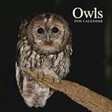 Owls 2008 Wall Calendar (UK)