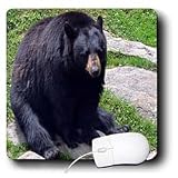 WhiteOak Photography Animal Prints - Black Bear North Carolina Bear - Mouse Pads