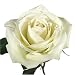 200 Fresh Cut Premium Long Stem Roses White