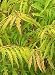Rhus typhina 'Tiger Eyes' - Tiger Eyes Sumac