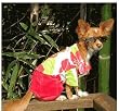 Designer Dog Shirt - 100% Cotton The Cabana Shirt "Fruit Punch" Pet Shirt from our Mommy & Me Collection (Matching Fashions for You & Your Pet) - Made in USA - Large