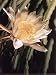 Hawaiian Flora: Night Blooming Cereus Photographic Poster Print by Eliot Elisofon, 12...
