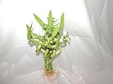 LUCKY BAMBOO 4IN SPRIRAL 10 STALKS