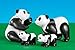 Panda Family