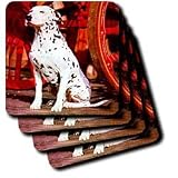 Dogs Dalmatian - Dalmatian - Coasters