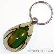 Real Insect Glow-in-the-Dark Key Chain - Emerald Rose Chafer Beetle