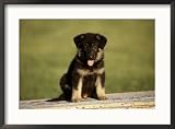 German Shepherd Puppy Photos To Go Collection Framed Photographic Poster Print by Frank Siteman, 29x21