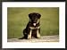 German Shepherd Puppy Photos To Go Collection Framed Photographic Poster Print by Frank Siteman, 29x21
