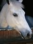 Portrait of a White Horse Looking Out the Door of its Stall National Geographic Collection Photographic Poster Print by Stacy Gold, 48x64