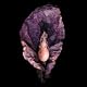 Ecdysis [Explicit]