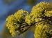 Flower Blooms of the Field Maple Tree, Acer Campestre Photographic Poster Print by Joe Petersburger, 18x24